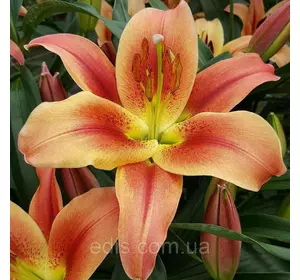 Лілія OT гібрид Montego Bay 1 цибулина 14/16 Лілія OT гібрид Montego Bay 1 цибулина 14/16