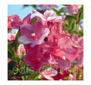 Вейгела Rosea, саджанець Вейгела Rosea, саджанець