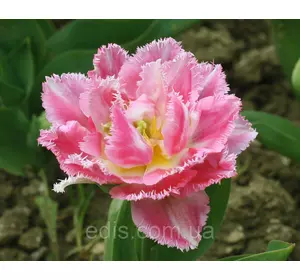 Тюльпан махровий бахромчастий Cool Crystal (Кул крістал) 3 цибулинки Тюльпан махровий бахромчастий Cool Crystal (Кул крістал) 3 цибулинки