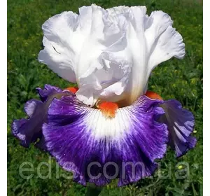 Ірис високий бородатий Gypsy Lord (Джипсі Лорд) Ірис високий бородатий Gypsy Lord (Джипсі Лорд)