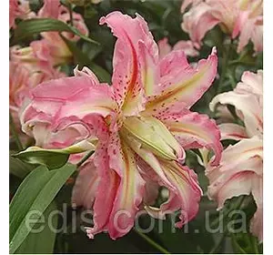 Лілія орієнтальна махрова Broken Heart (Брукен Харт) 1 цибулина 14/16 Лілія орієнтальна махрова Broken Heart (Брукен Харт) 1 цибулина 14/16