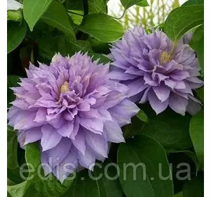 Клематис Proteus (Протеус) Клематис Proteus (Протеус)