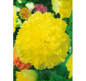 Бегонія бульбова Фимбриата Жовта, 1 бульба Бегонія бульбова Фимбриата Жовта, 1 бульба