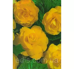 Бегонія бульбова махрова Жовта, 1 бульба Бегонія бульбова махрова Жовта, 1 бульба