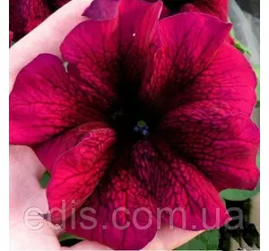 Петунія гігантська Тоуга F1, 10 насінин-драже, Яскрава PREMIUM Петунія гігантська Тоуга F1, 10 насінин-драже, Яскрава PREMIUM