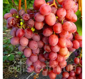 Виноград Здивування (ранній) Виноград Здивування (ранній)