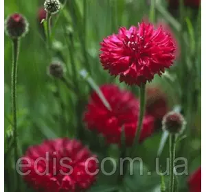 Волошка махрова червона 0,5 г, насіння Яскрава Волошка махрова червона 0,5 г, насіння Яскрава