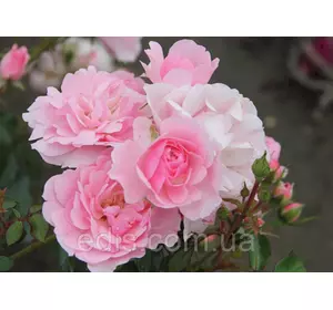 Троянда Боника (Bonica) патіо Троянда Боника (Bonica) патіо