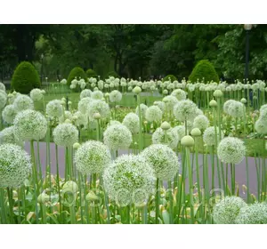 Алліум Гігантський білий Mount Everest (цибуля декоративна) 1 цибулина 17/18 Алліум Гігантський білий Mount Everest (цибуля декоративна) 1 цибулина 17/18