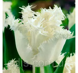 Тюльпан Swan Wings (Сван уінгс) оторочений 3 цибулини Тюльпан Swan Wings (Сван уінгс) оторочений 3 цибулини