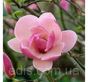 Магнолія Pinkie (Стусани) в контейнері 1 л. вік 3 р. Магнолія Pinkie (Стусани) в контейнері 1 л. вік 3 р.