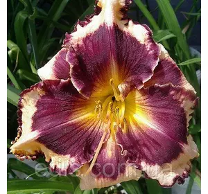 Лілейник Sabine Baur Лілейник Sabine Baur