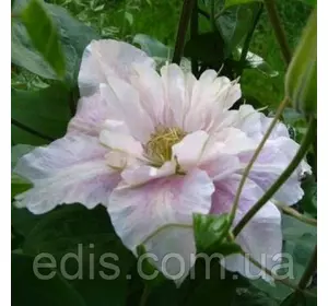 Клематис Princess Alexandra (Принцеса Олександра) Клематис Princess Alexandra (Принцеса Олександра)