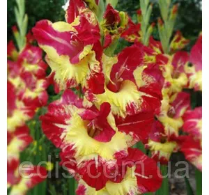 Гладіолус Stereo 10/12 3 цибулини Гладіолус Stereo 10/12 3 цибулини