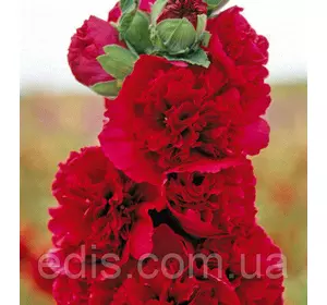 Мальва махрова Червона 0,3 г Мальва махрова Червона 0,3 г