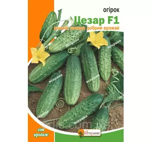 Огірок Цезар F1 5 г, насіння Яскрава Огірок Цезар F1 5 г, насіння Яскрава