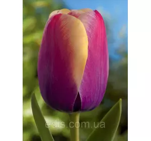 Тюльпан простий пізній Atlantis 3 цибулинки Тюльпан простий пізній Atlantis 3 цибулинки