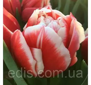 Тюльпан Concorde (Конкорд) махровий ранній 2 цибулини Тюльпан Concorde (Конкорд) махровий ранній 2 цибулини