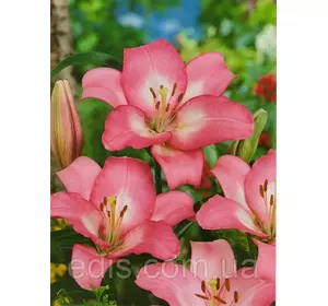 Лілія LA гібрид Samur (Самур) 1 цибулина 12/14 Лілія LA гібрид Samur (Самур) 1 цибулина 12/14