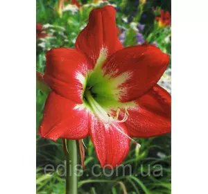 Гіппеаструм простий Mega Star / Мега Стар / 1 цибулина 24/26 Гіппеаструм простий Mega Star / Мега Стар / 1 цибулина 24/26