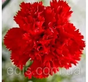 Гвоздика Шабо червона 0,1 г, насіння Яскрава Гвоздика Шабо червона 0,1 г, насіння Яскрава