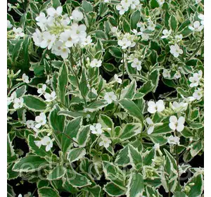 Арабиіс альпійський (резуха) варієгата Арабиіс альпійський (резуха) варієгата