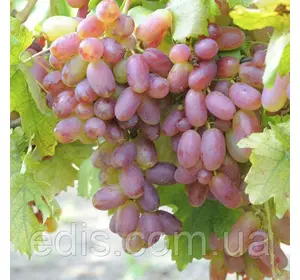 Виноград Преображення Виноград Преображення