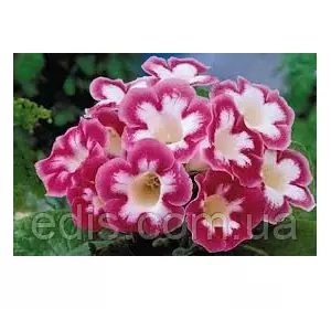 Глоксинія Blanche de Meru (Бланш де Меру) 1 бульба Глоксинія Blanche de Meru (Бланш де Меру) 1 бульба