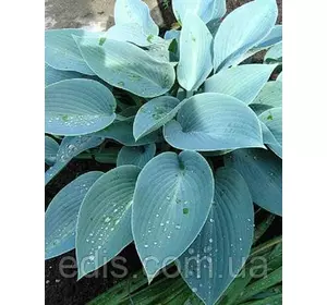 Хоста Canadian Blue (Канадиан Блу) кореневище Хоста Canadian Blue (Канадиан Блу) кореневище