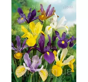 Ірис голандський (Ксіфіум) суміш, 5 цибулин Ірис голандський (Ксіфіум) суміш, 5 цибулин