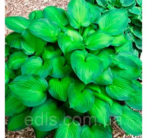 Хост Abiqua Drinking Gourd (Абіка Дрінкінг Горд) кореневище Хост Abiqua Drinking Gourd (Абіка Дрінкінг Горд) кореневище