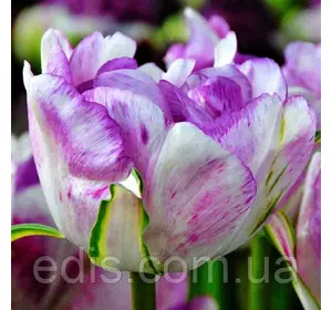 Тюльпан махровий Shirley Double (Ширлі Дабл) 3 цибулинки Тюльпан махровий Shirley Double (Ширлі Дабл) 3 цибулинки