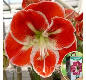 Гіппеаструм простий Samba (Самба) 1 цибулина 24/26 + ( подарункова упаковка ) Гіппеаструм простий Samba (Самба) 1 цибулина 24/26 + ( подарункова упаковка )