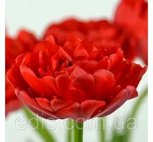 Тюльпан Miranda (Міранда) махровий пізній 3 цибулини Тюльпан Miranda (Міранда) махровий пізній 3 цибулини