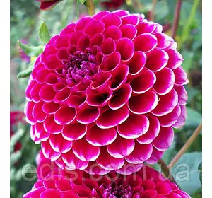 Георгина Помпонная Little William Георгина Помпонная Little William