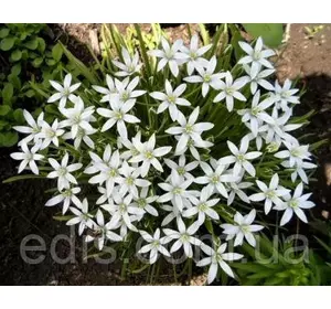 Рястка парасолькова (Ornithogalum / Птицемлечник), горщик Р9 Рястка парасолькова (Ornithogalum / Птицемлечник), горщик Р9