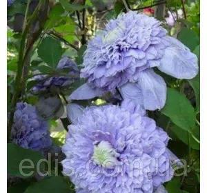 Клематис Blue Light (Блю Лайт) Клематис Blue Light (Блю Лайт)