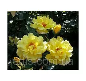 Троянда в'юнка Golden Showers (Голден Шоуерс) Троянда в'юнка Golden Showers (Голден Шоуерс)