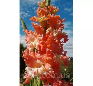 Гладіолус гофрований Frizzled Coral Lace (Фріззлед Корал Лейс) 3 шт./уп. Гладіолус гофрований Frizzled Coral Lace (Фріззлед Корал Лейс) 3 шт./уп.