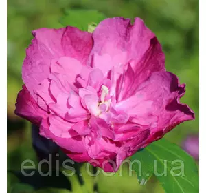 Гібіскус сирійський махровий Sanchoyo (Санчойо) контейнер 1л Гібіскус сирійський махровий Sanchoyo (Санчойо) контейнер 1л