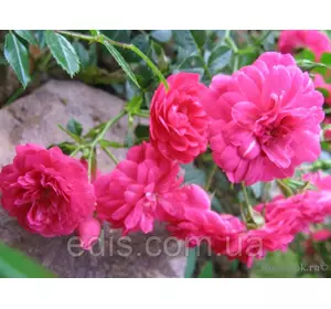 Троянда грунтопокривна Knirps (Кнірпс) Троянда грунтопокривна Knirps (Кнірпс)