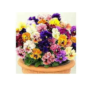 Віола Махрова суміш 0,1 г, насіння Яскрава Віола Махрова суміш 0,1 г, насіння Яскрава