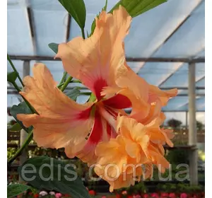 Гібіскус китайський Оранж Капітолій горщик 0,5 л. висота 20 см. Гібіскус китайський Оранж Капітолій горщик 0,5 л. висота 20 см.