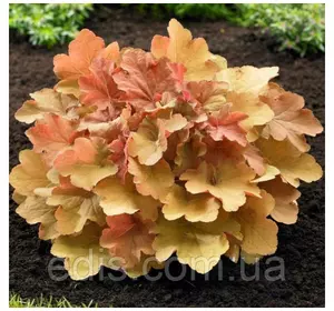 Гейхера Карамель Гейхера Карамель