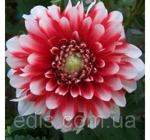 Жоржина низькоросла Musette (Мюзет) Жоржина низькоросла Musette (Мюзет)