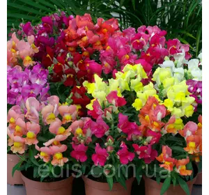 Левовий зев низькоросла суміш 0,2 г Левовий зев низькоросла суміш 0,2 г