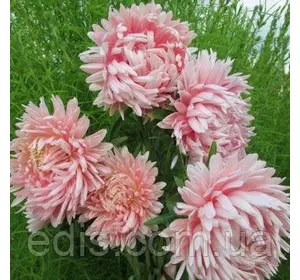 Айстра півонієподібна Яніна 0,3 г, насіння Яскрава Айстра півонієподібна Яніна 0,3 г, насіння Яскрава