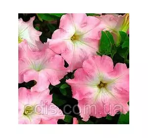 Сурфінія Даймонд Перли Шейдс F1, 10 насінин-драже, Яскрава PREMIUM Сурфінія Даймонд Перли Шейдс F1, 10 насінин-драже, Яскрава PREMIUM