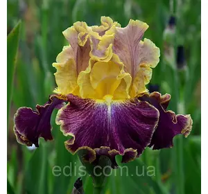 Ірис високий бородатий High Master (Хай Маста) Ірис високий бородатий High Master (Хай Маста)