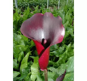 Калла Schwarzwalder (Шварцвальдер) 1 бульба 12/14 Калла Schwarzwalder (Шварцвальдер) 1 бульба 12/14